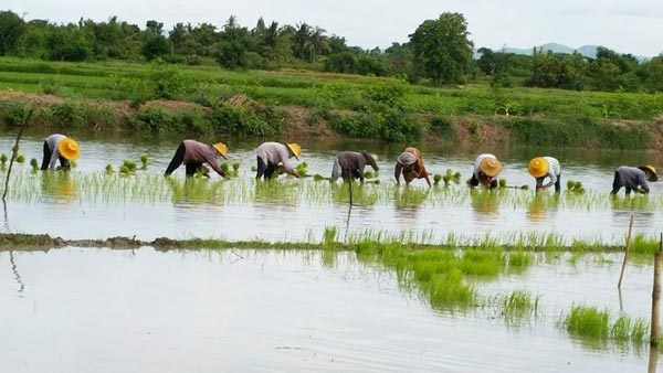 วันเกษตรแห่งชาติ