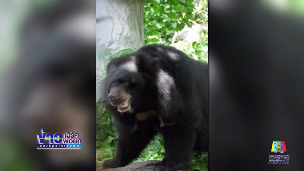 หมีควายตกเฮลิคอปเตอร์