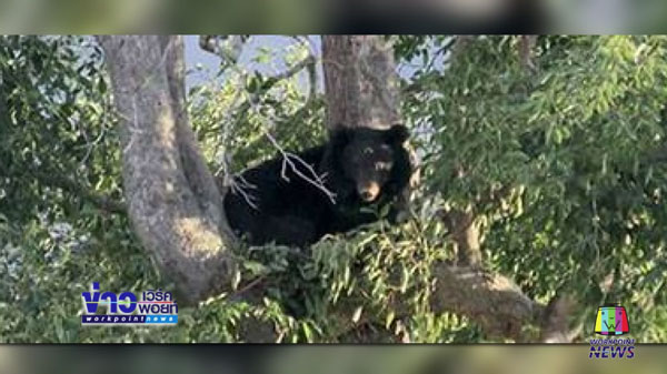 หมีควายตกเฮลิคอปเตอร์