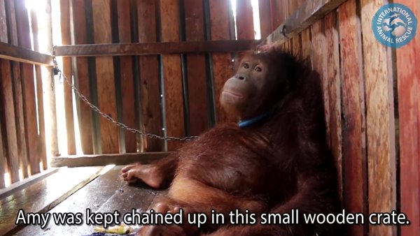 อุรังอุตัง