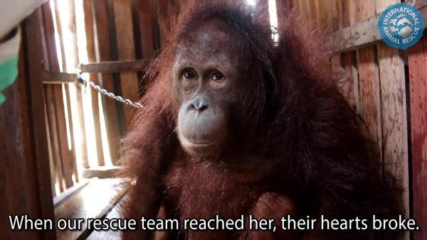 อุรังอุตัง