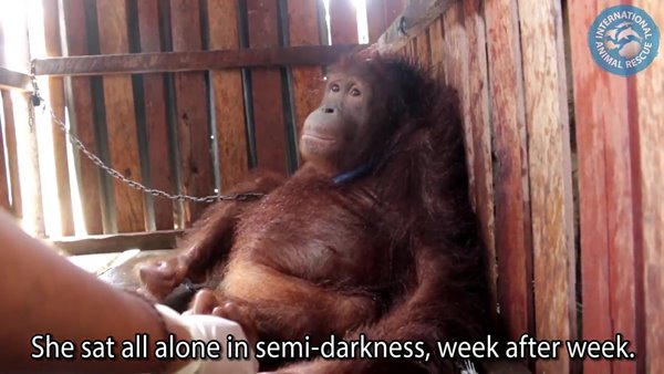 อุรังอุตัง