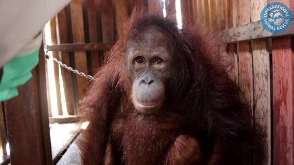 อุรังอุตัง