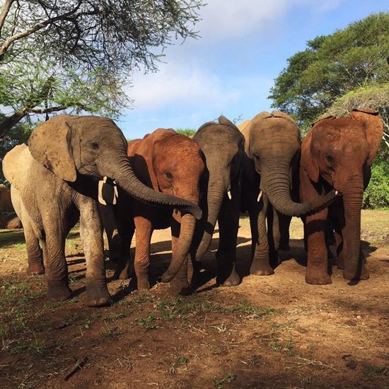 ช้างป่า