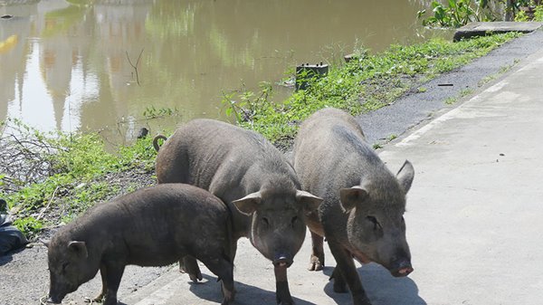 น้ำท่วมปทุมธานี