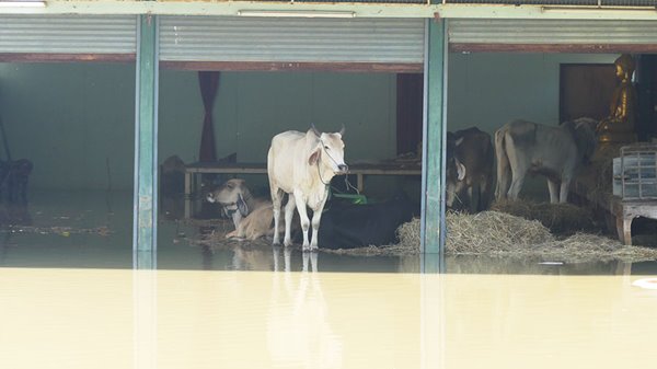 น้ำท่วมปทุมธานี