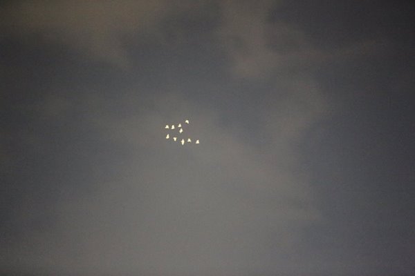 ฝูงนกบินเหนือยอดพระเมรุมาศ ตรงกับฤกษ์ถวายพระเพลิง