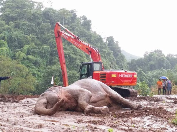ช้างป่าตกคลองชมพู