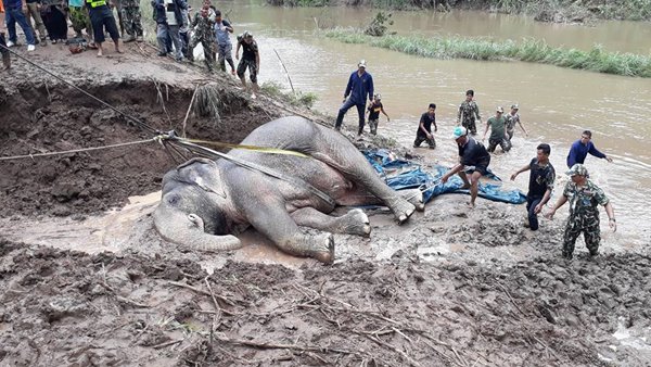 ช้างป่าตกคลองชมพู