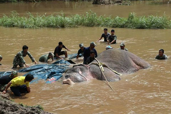 ช้างป่าตกคลองชมพู