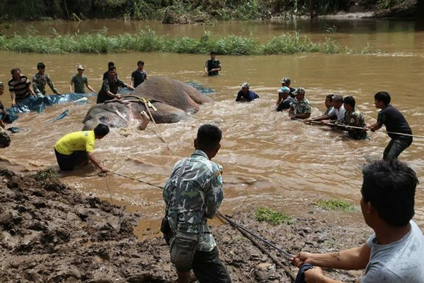 ช้างป่าตกคลองชมพู