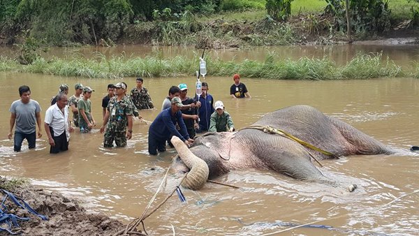 ช้างป่าตกคลองชมพู