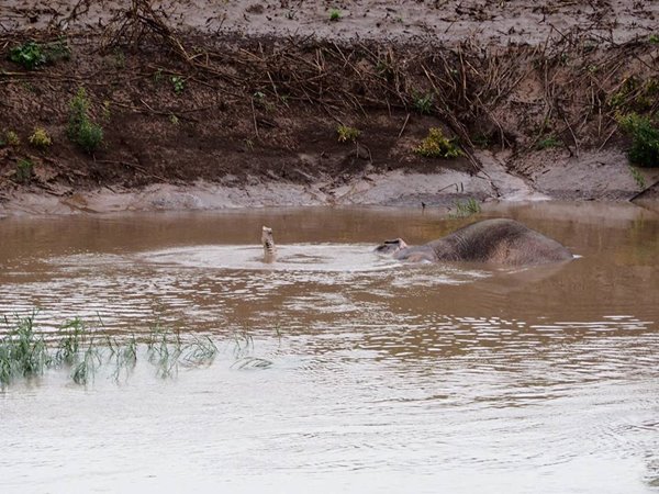 ช้างป่าตกคลองชมพู