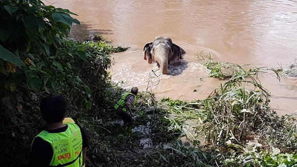 ช้างป่าตกคลองชมพู