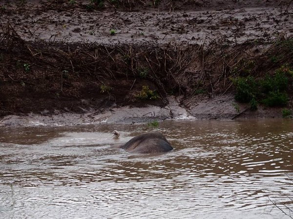 ช้างป่าตกคลองชมพู