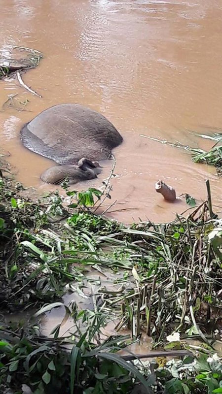 ช้างป่าตกคลองชมพู