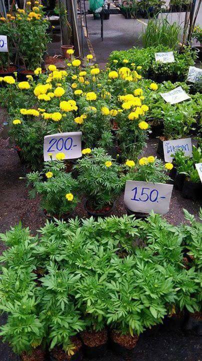 ต้นดาวเรือง