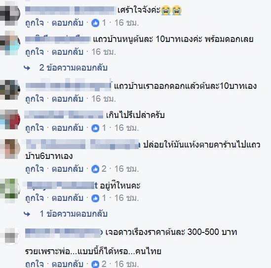 ต้นดาวเรือง