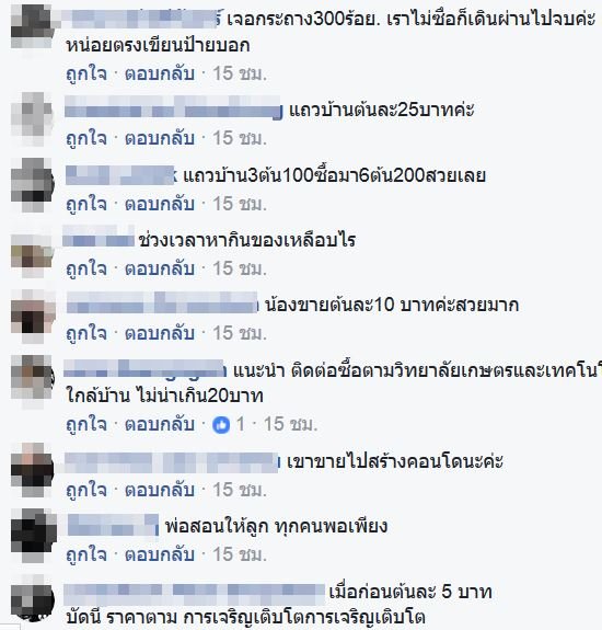 ต้นดาวเรือง