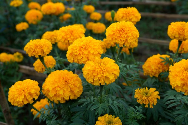 ต้นดาวเรือง