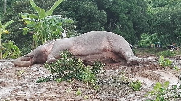 ช้างป่าตกคลองชมพู