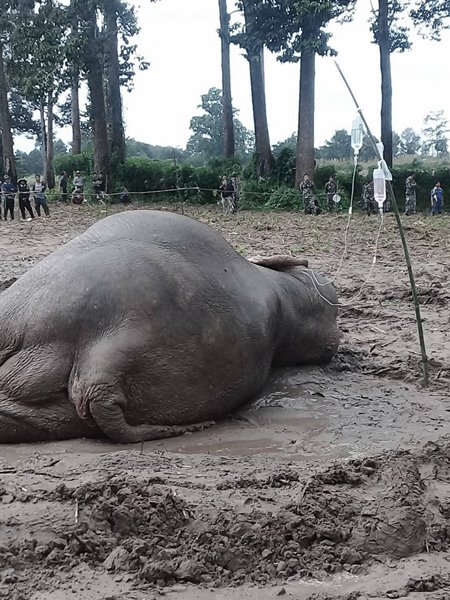 ช้างป่าตกคลองชมพู