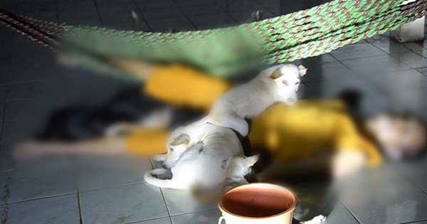 พระนอนเสียชีวิตคากุฏิ