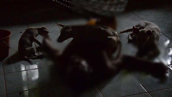 พระนอนเสียชีวิตคากุฏิ