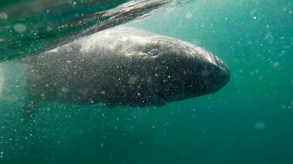 ฉลามกรีนแลนด์โบราณ