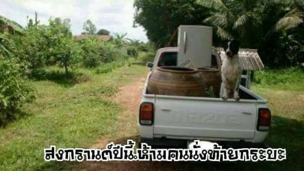 ชาวเน็ตแห่โพสต์ภาพล้อเลียนคำสั่งห้ามนั่งท้ายกระบะ