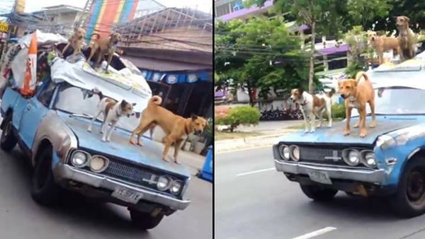 ชาวเน็ตแห่โพสต์ภาพล้อเลียนคำสั่งห้ามนั่งท้ายกระบะ