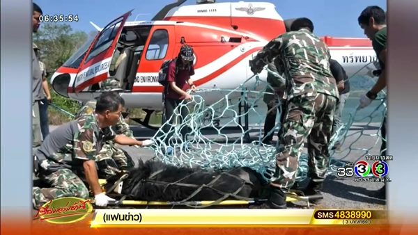 หมีควายตกเฮลิคอปเตอร์