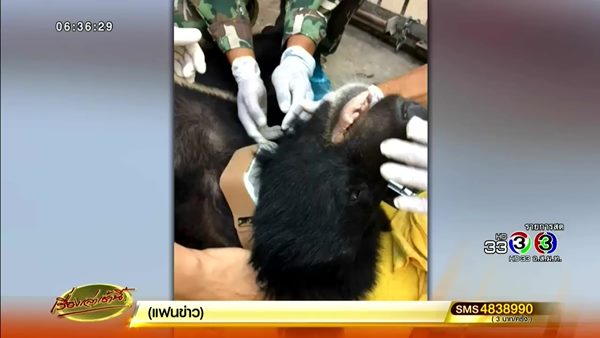 หมีควายตกเฮลิคอปเตอร์