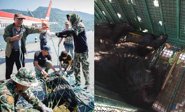 หมีควายตกเฮลิคอปเตอร์