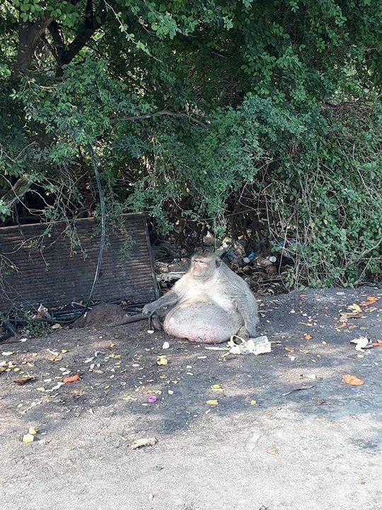 ลุงอ้วน ลิงอ้วนจุดชมวิวบางขุนเทียน