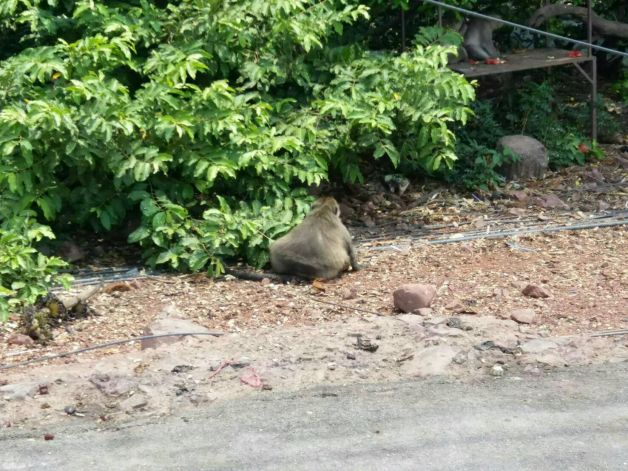 ลุงอ้วน ลิงอ้วนจุดชมวิวบางขุนเทียน