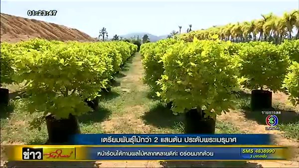 เปิดภาพล่าสุด การสร้างพระเมรุมาศ - เตรียมพันธุ์ไม้กว่า 2 แสนต้นประดับ