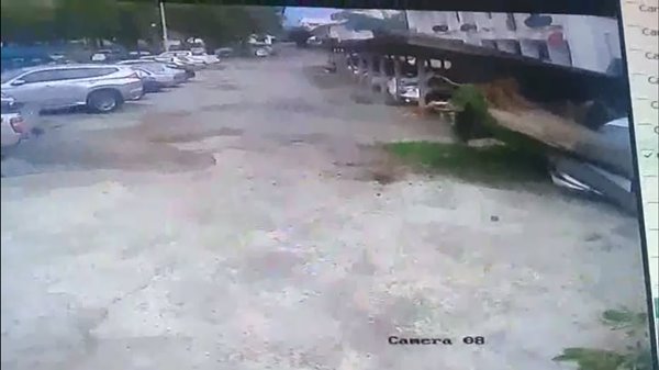 ต้นไม้ล้มทับรถเก๋ง