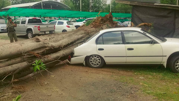 ต้นไม้ล้มทับรถเก๋ง