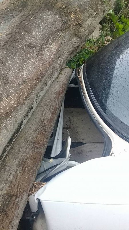 ต้นไม้ล้มทับรถเก๋ง