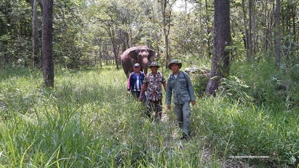 ช้างต้น รัชกาลที่ 9