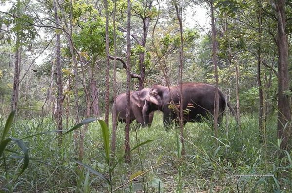 ช้างต้น รัชกาลที่ 9