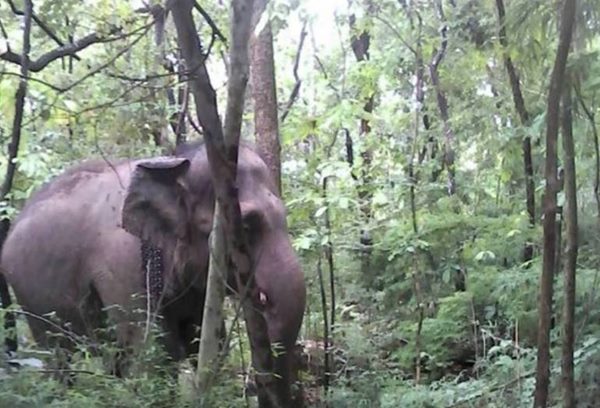 ช้างต้น รัชกาลที่ 9