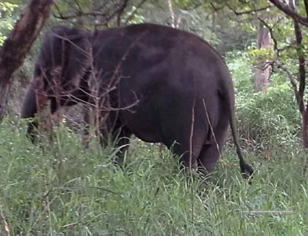 ช้างต้น รัชกาลที่ 9