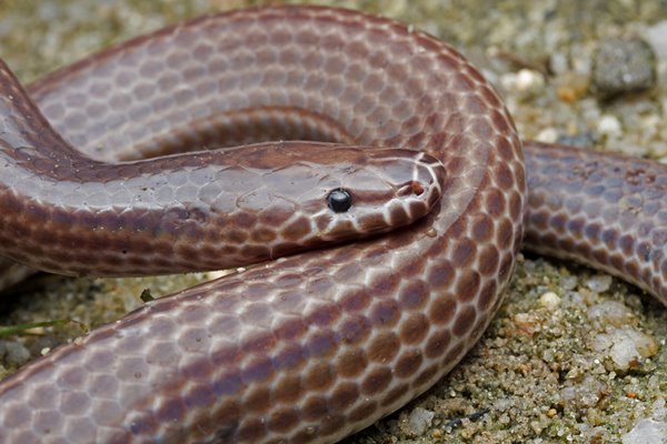 งูแสงอาทิตย์