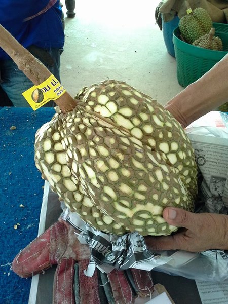 ทุเรียนไร้หนามตามสั่ง 