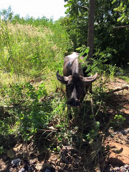 เจ้าบุญรอด