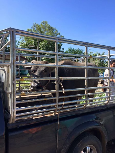 เจ้าบุญรอด