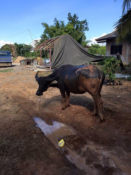 เจ้าบุญรอด