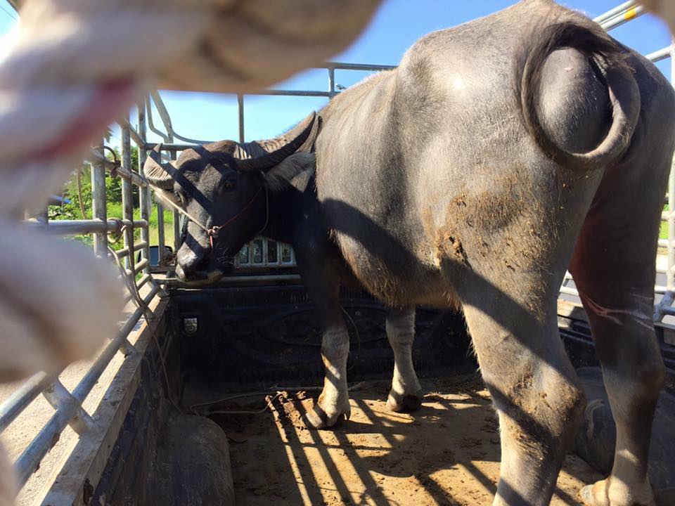 เจ้าบุญรอด